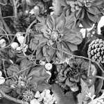 写真とカメラ（…とレンズ）